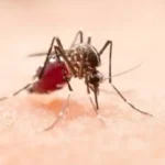 Dengue: Governo de SP alerta sobre cuidados e prevenção