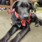 ONG Aliança com a Vida reforça importância da adoção responsável e da consciência social