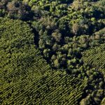 Suzano restaura mais de 1,7 mil hectares de Mata Atlântica no Estado de São Paulo