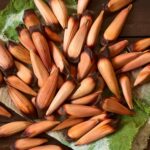 CATI lançará estudo sobre polinização da araucária no 24º Festival do Pinhão