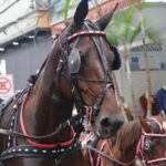 Entrada dos Palmitos abre inscrições para cavaleiros, muladeiros, charreteiros e carroceiros em Mogi das Cruzes